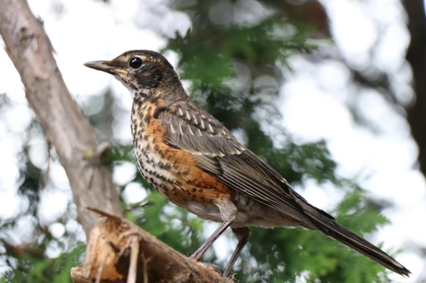 a small bird perched on top of a tree branch