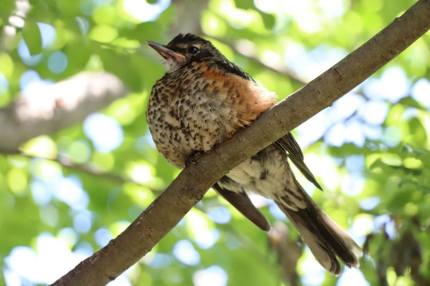 a small bird sitting on a branch of a tree