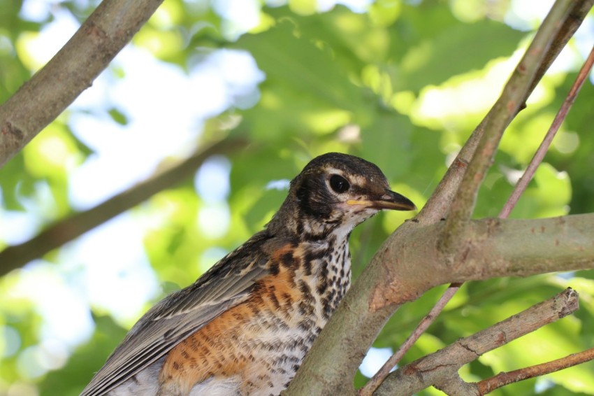 a small bird perched on a tree branch kWU7pIxs2