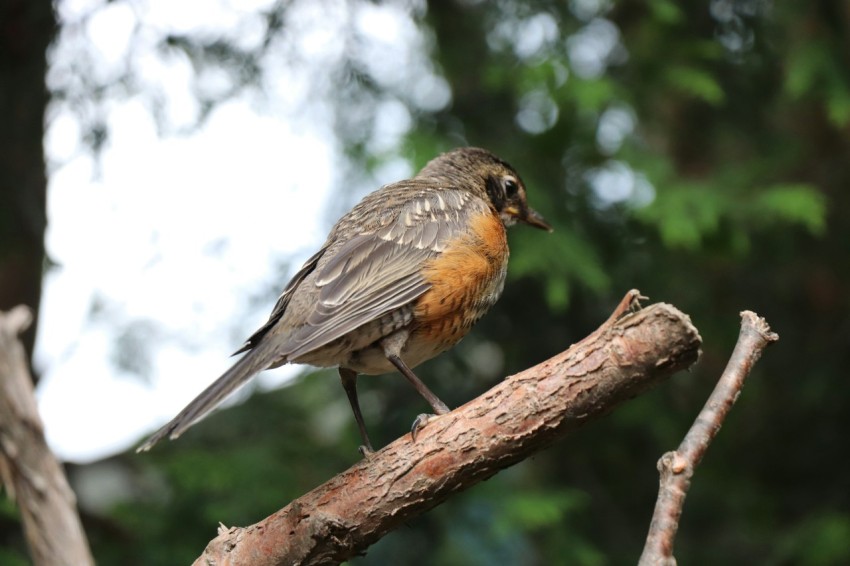 a small bird perched on a tree branch