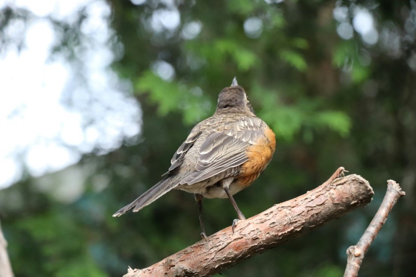 a small bird perched on a tree branch C