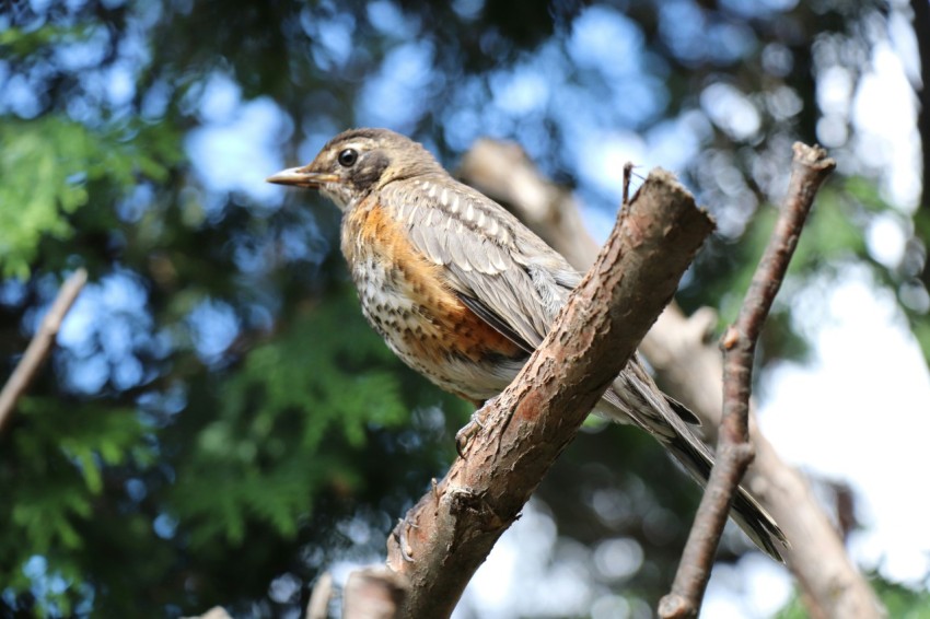 a small bird perched on a tree branch