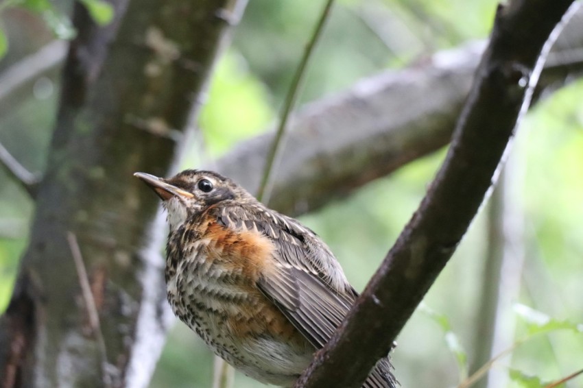 a small bird perched on top of a tree branch