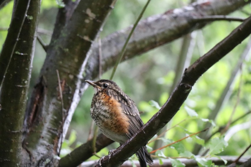 a small bird perched on a tree branch