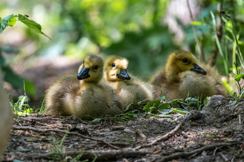 a group of ducklings sitting on the ground Ha8h