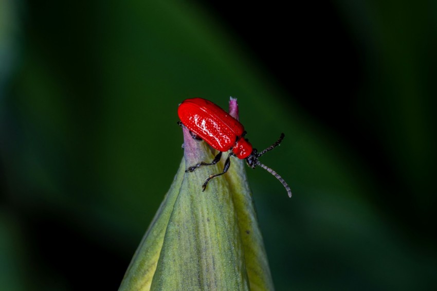 a red bug sitting on top of a green leaf