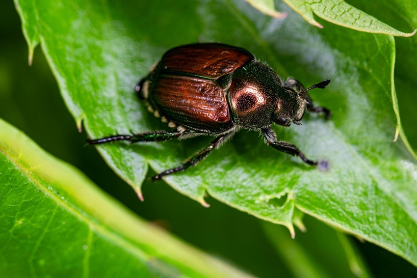 a close up of a beetle on a leaf