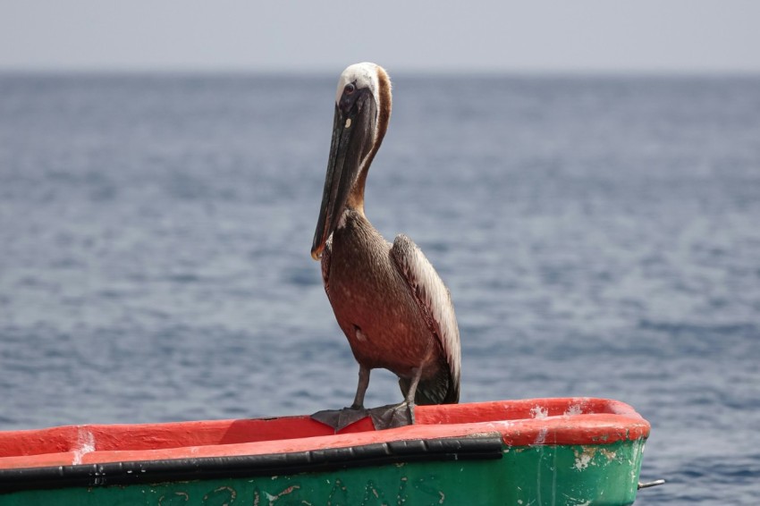 a pelican sitting on top of a boat in the ocean