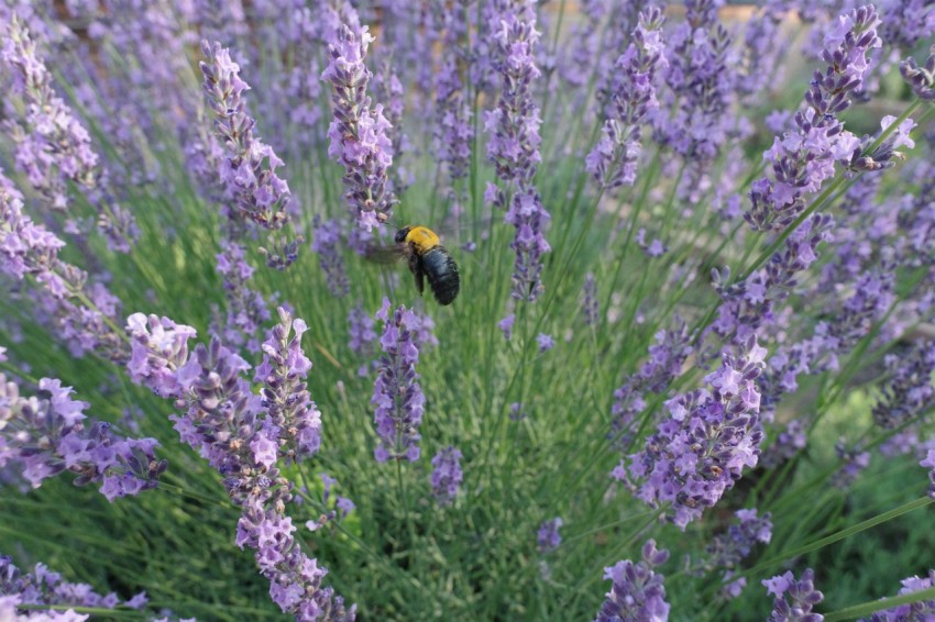 a bee is sitting on a lavender plant