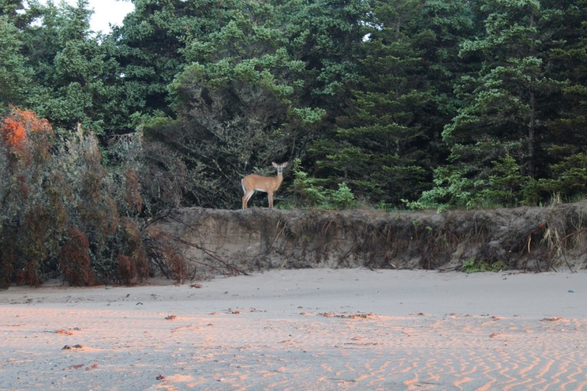 a deer standing on top of a sandy beach