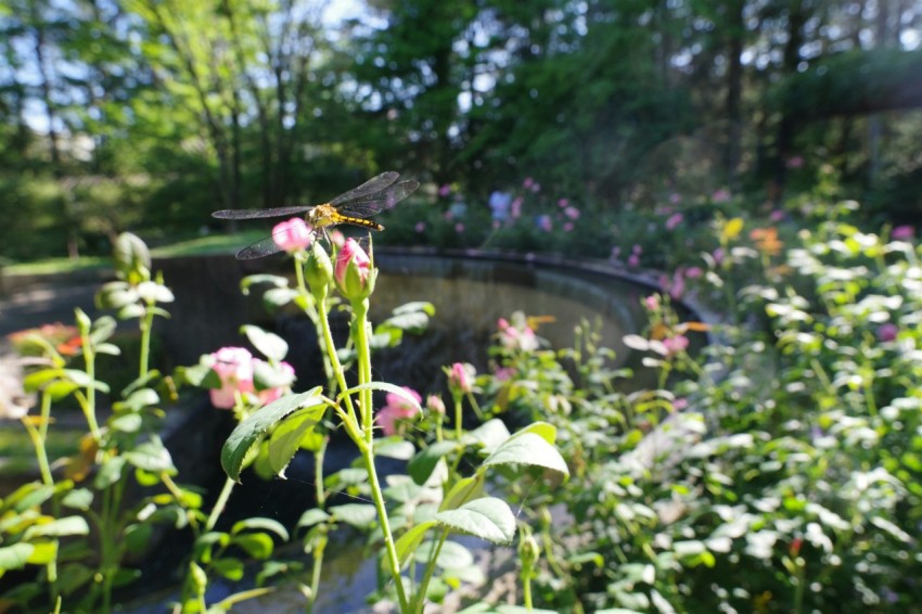 a garden filled with lots of pink flowers fzwJR48