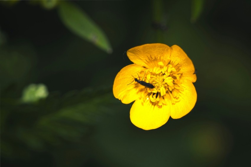 a yellow flower with a black background tXu