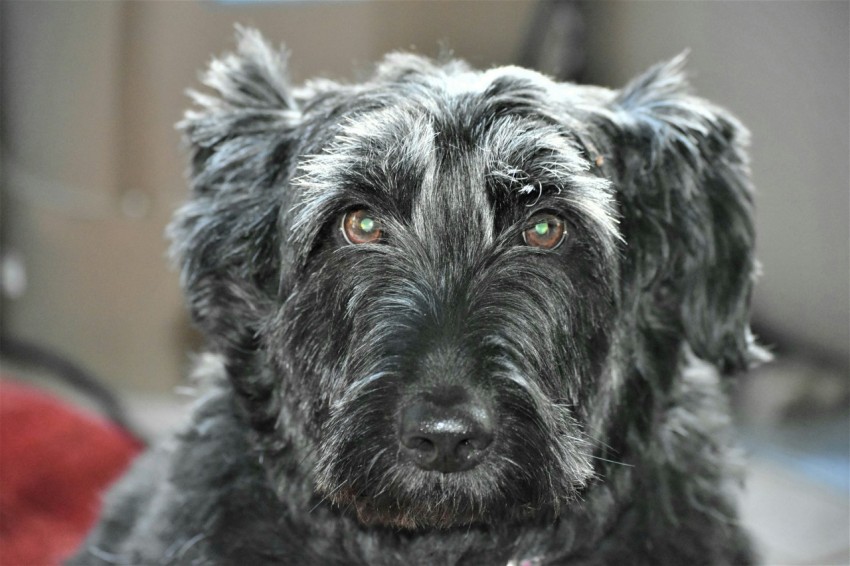 a close up of a dog looking at the camera