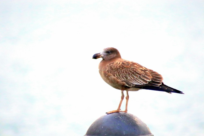 a bird sitting on top of a metal pole