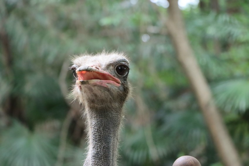 an ostrich is looking at the camera with a blurry background amK3vl