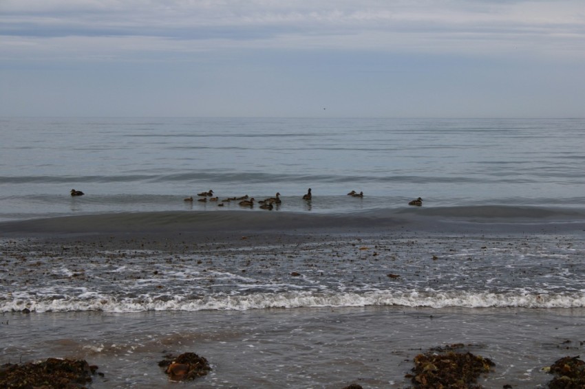 a group of ducks swimming in the ocean