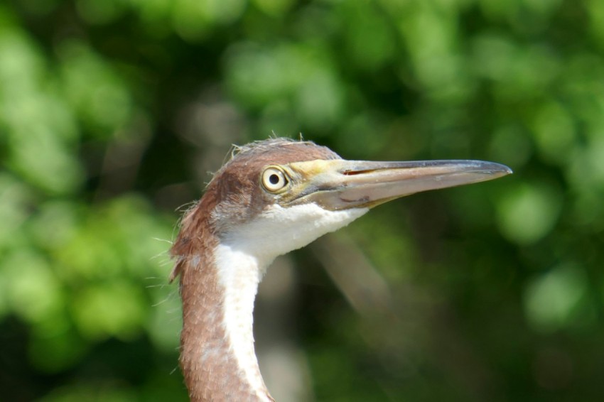 a close up of a bird with a blurry background