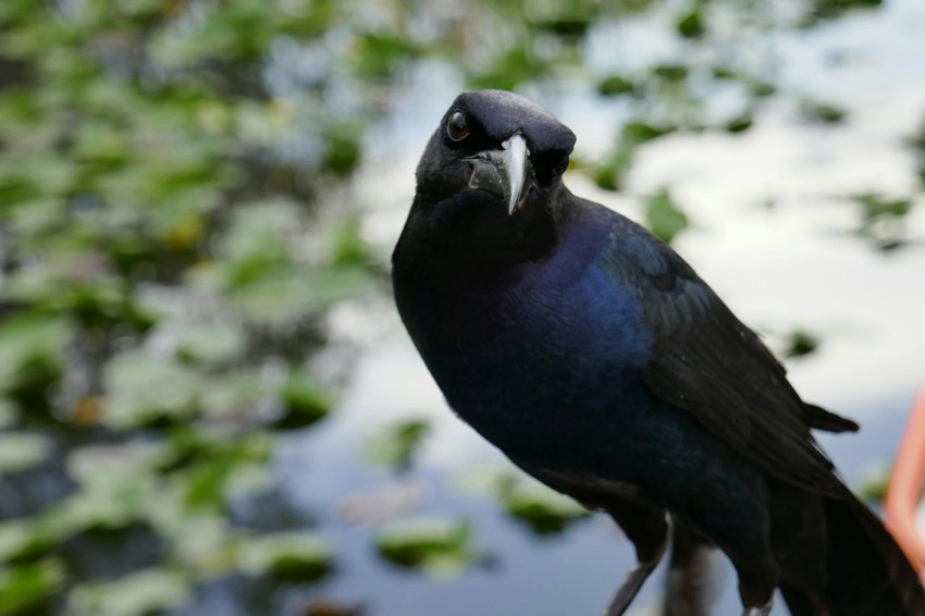 a black bird sitting on top of a tree branch