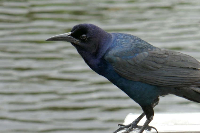 a black and blue bird is sitting on a ledge