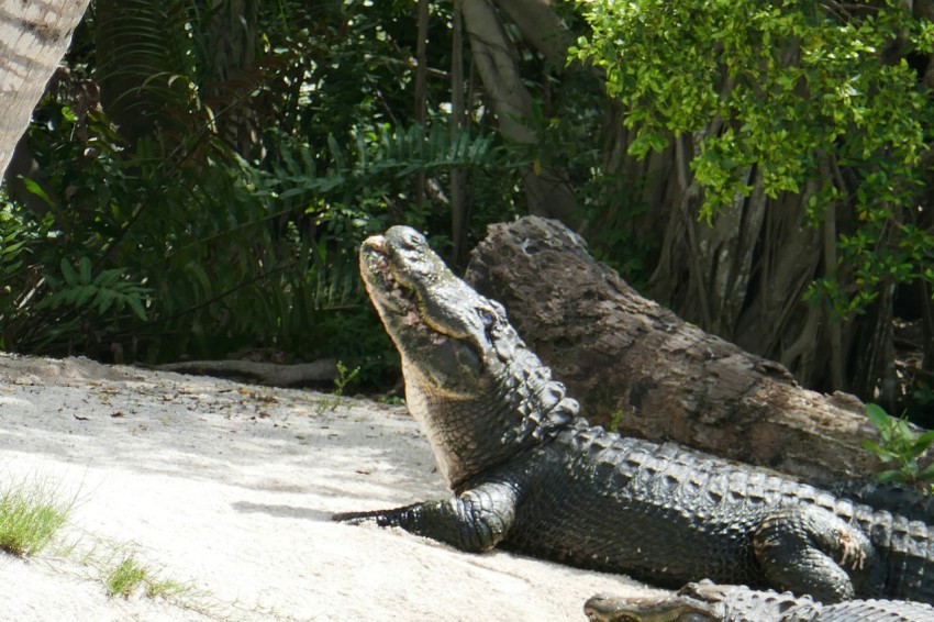 a large alligator laying on top of a sandy beach