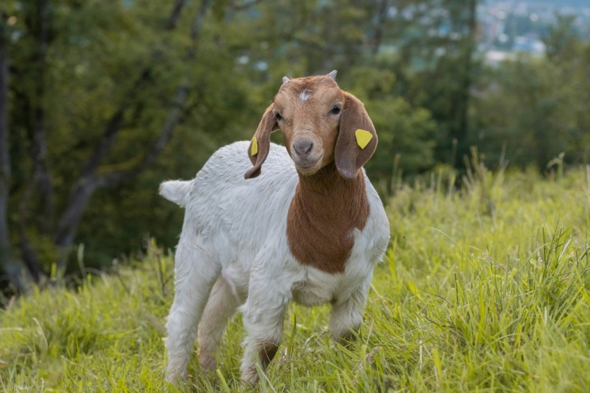 a brown and white goat standing on top of a lush green field