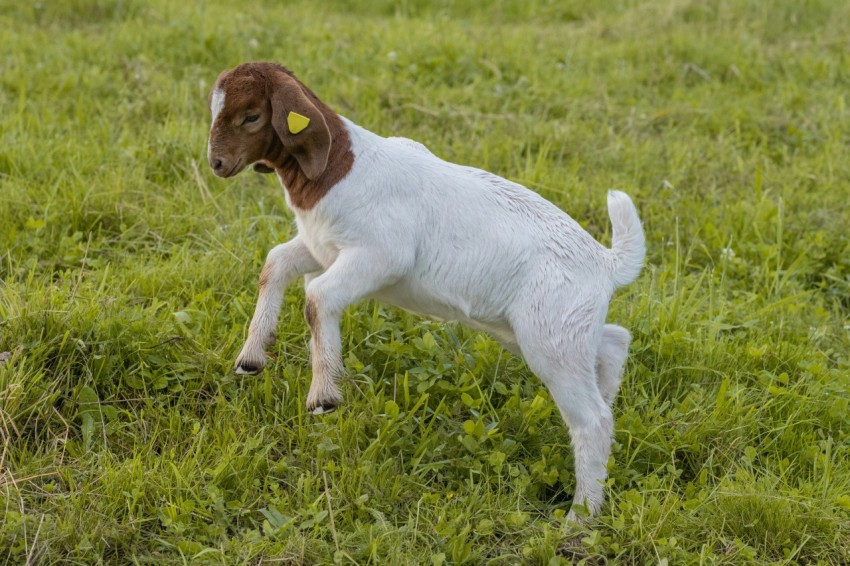 a brown and white dog standing on top of a lush green field