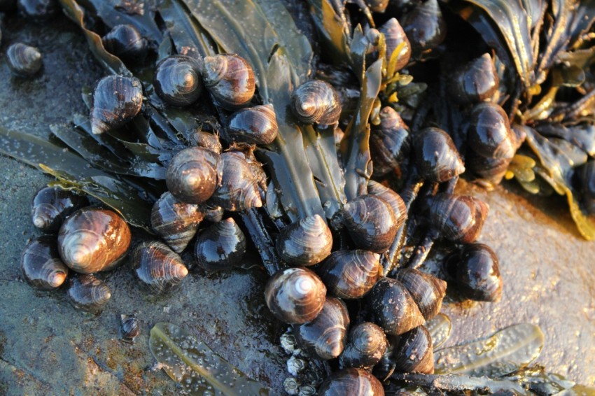 a bunch of snails that are on a rock