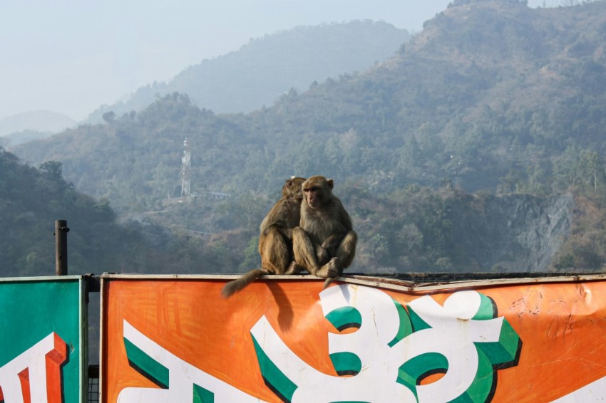 a monkey sitting on top of a sign with mountains in the background