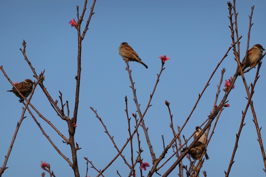 a group of birds sitting on top of a tree