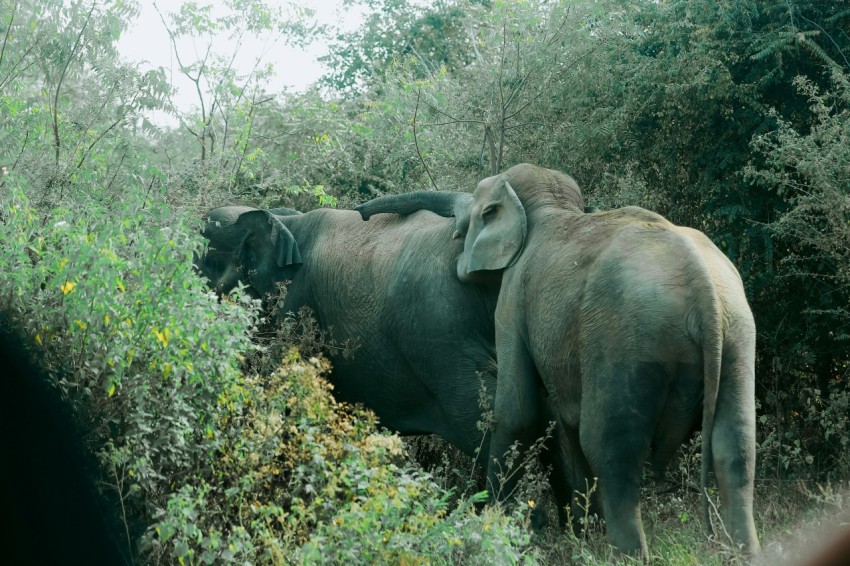 a couple of elephants walking through a lush green forest