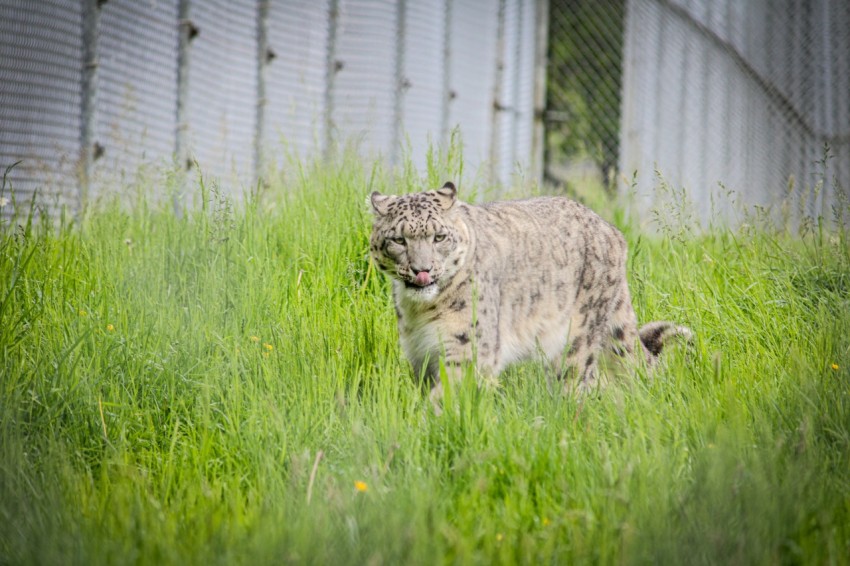 a snow leopard in a grassy area next to a fence