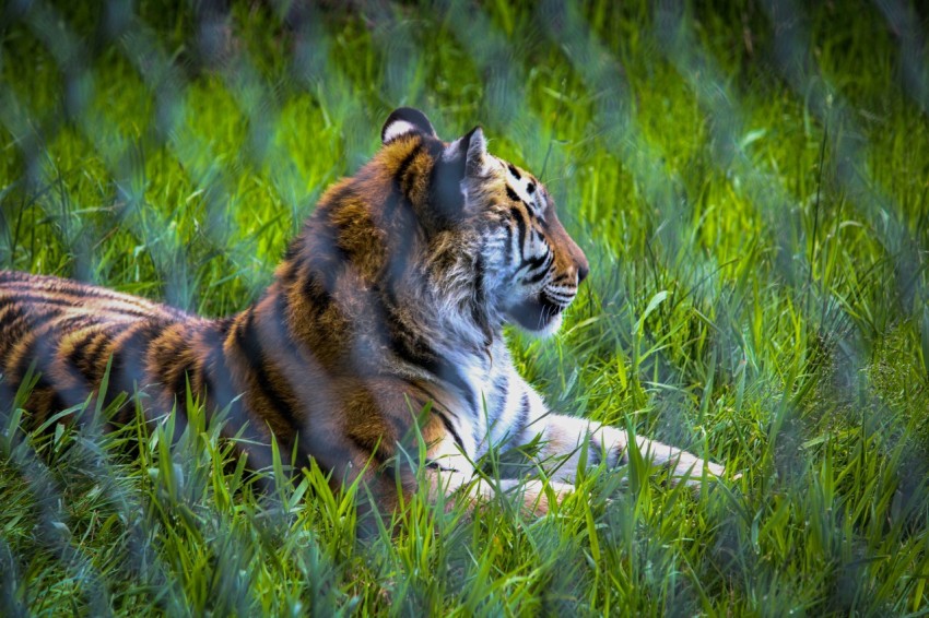 a tiger is laying in the tall grass fKnj5oC