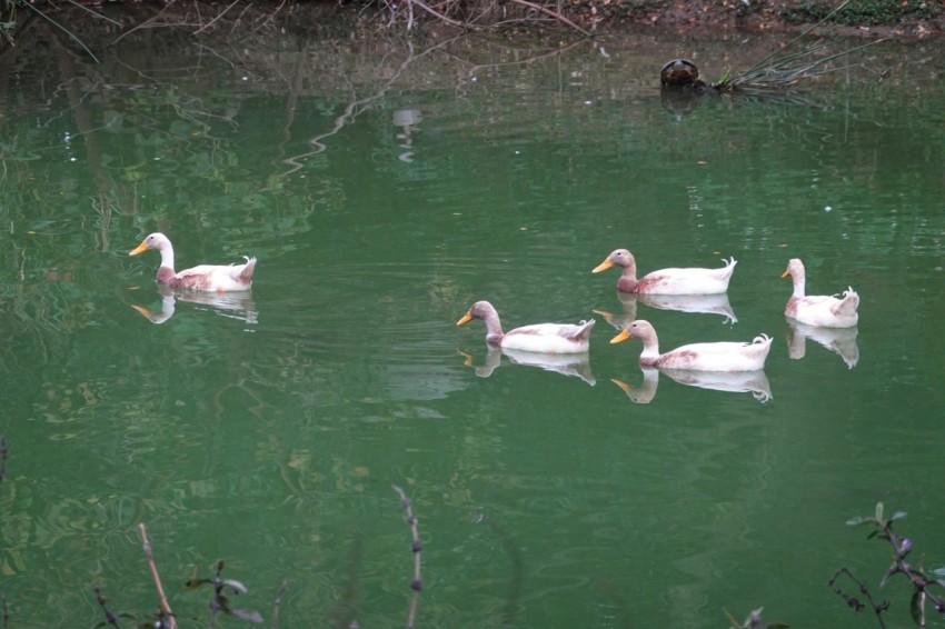 a group of ducks floating on top of a lake