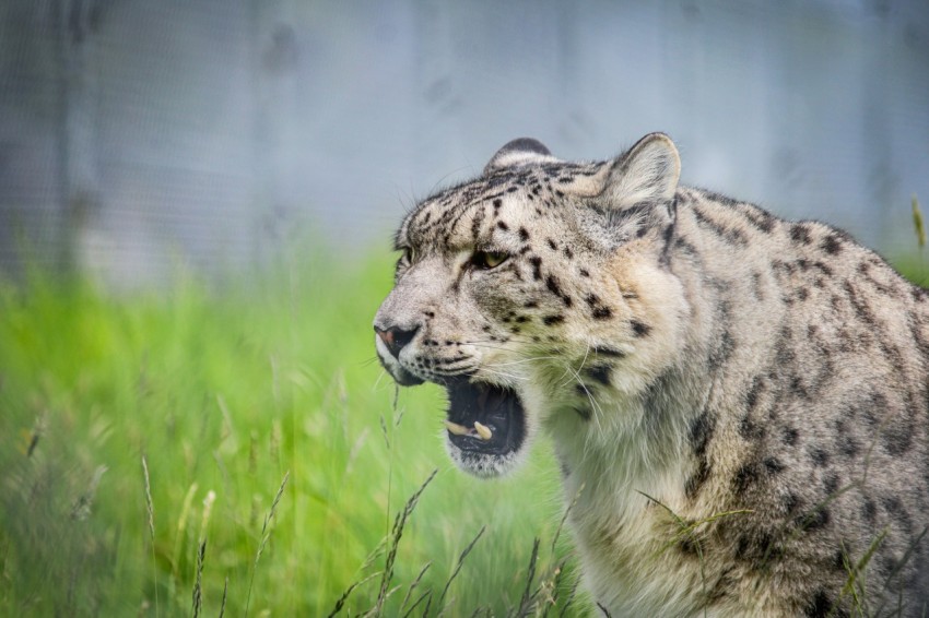 a snow leopard yawns in a grassy field