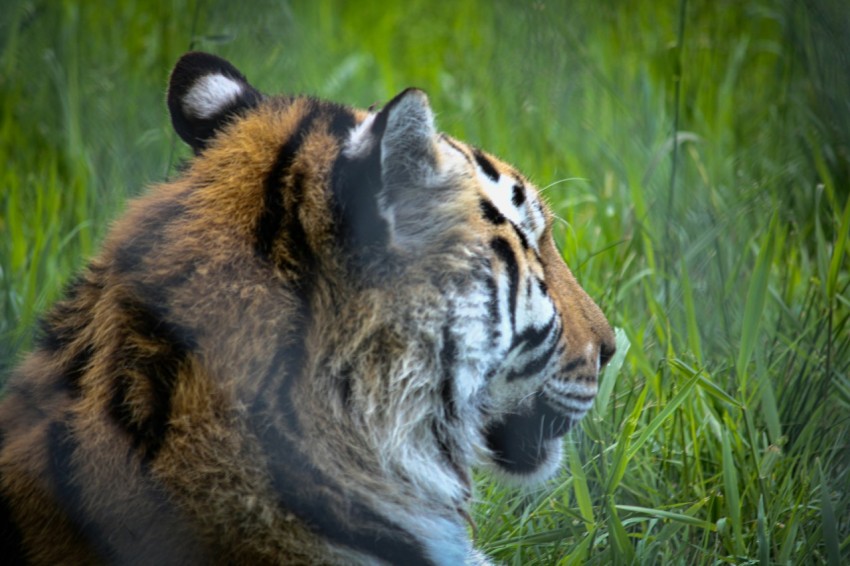 a close up of a tiger laying in the grass xdDSd