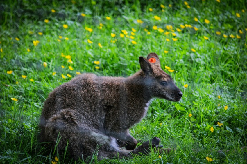 a kangaroo laying in a field of green grass