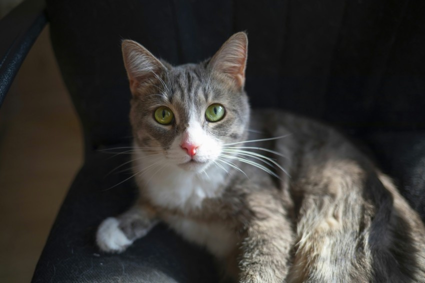 a gray and white cat sitting on a black chair