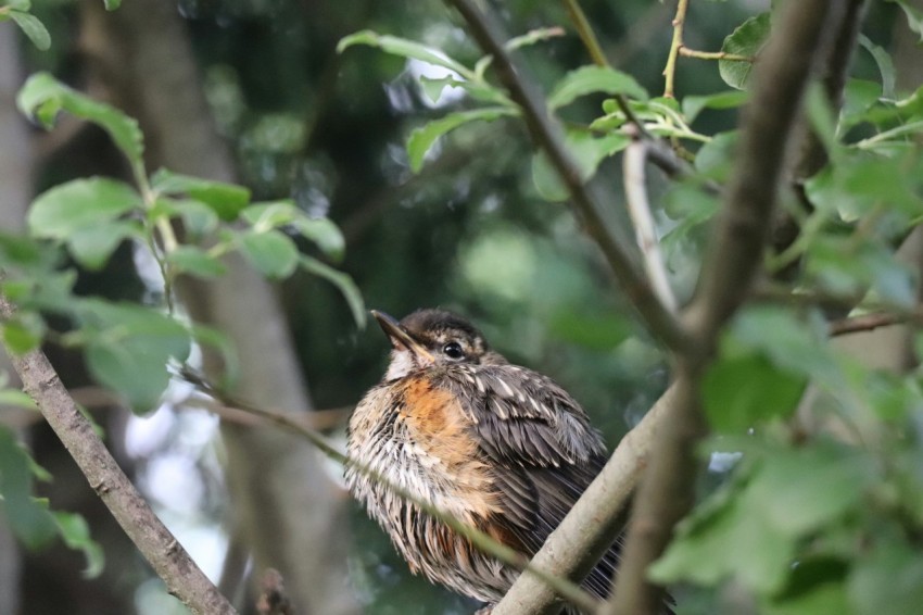 a bird sitting on a branch in a tree