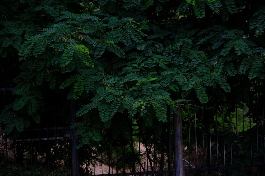 a person sitting on a bench under a tree