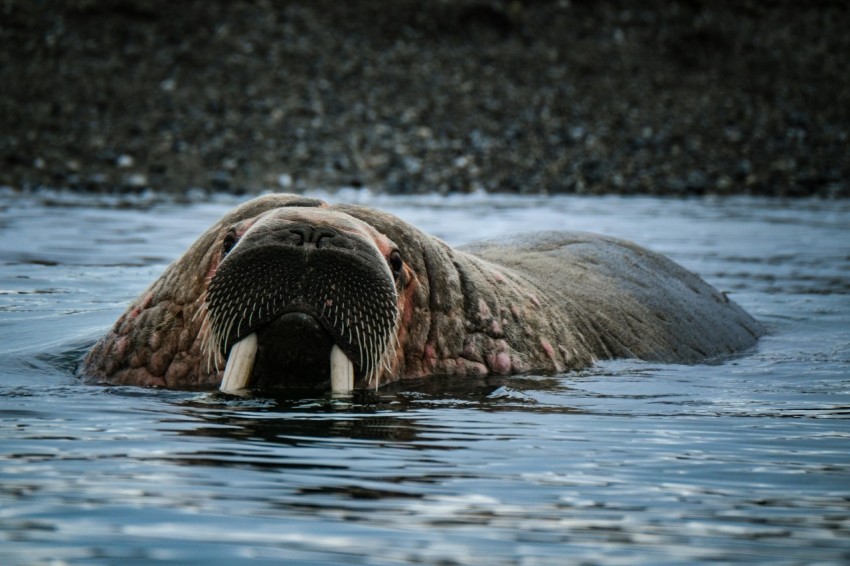 a large animal floating on top of a body of water