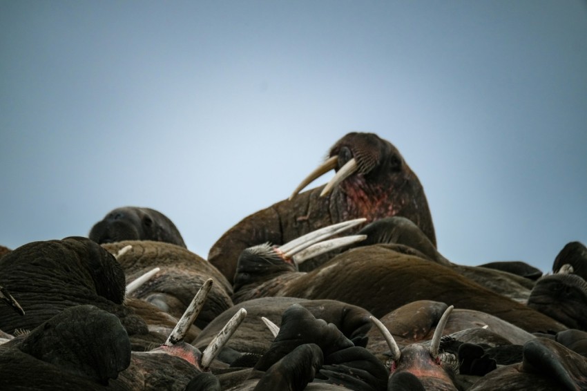 a large group of birds sitting on top of each other