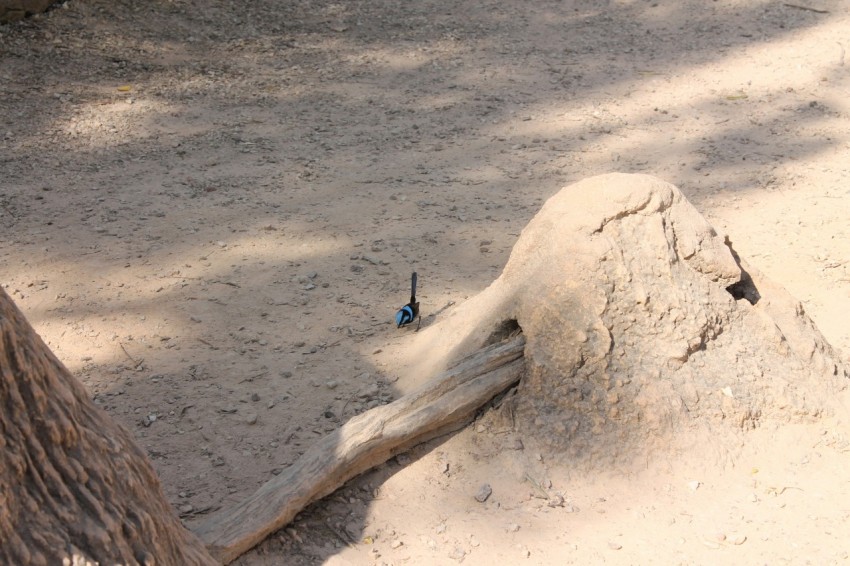 a bird sitting on top of a tree stump GIUH8IY