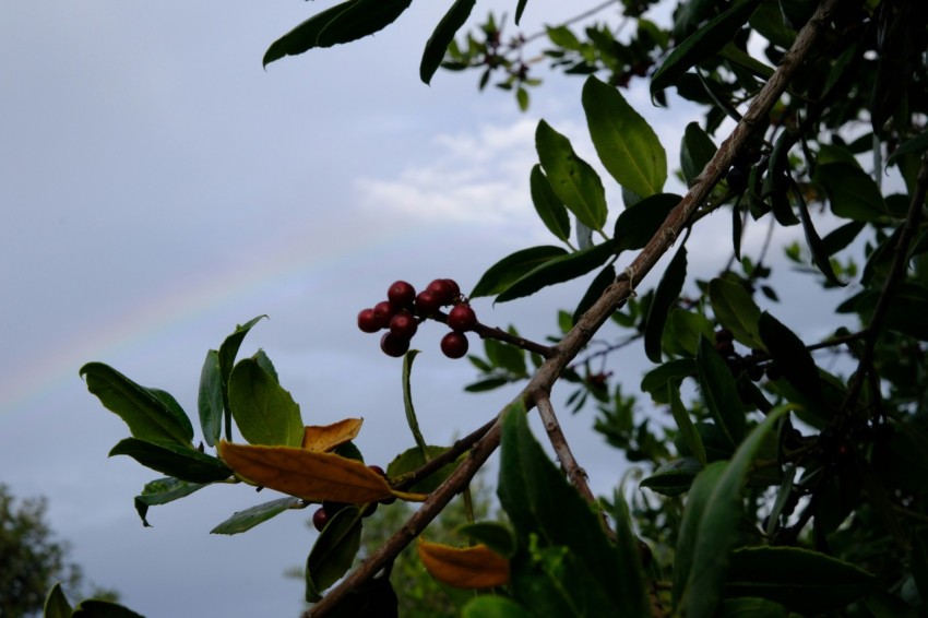 a rainbow is in the sky above a tree