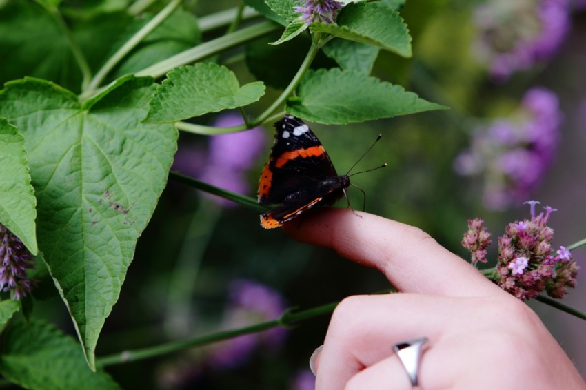 a butterfly sitting on top of a purple flower