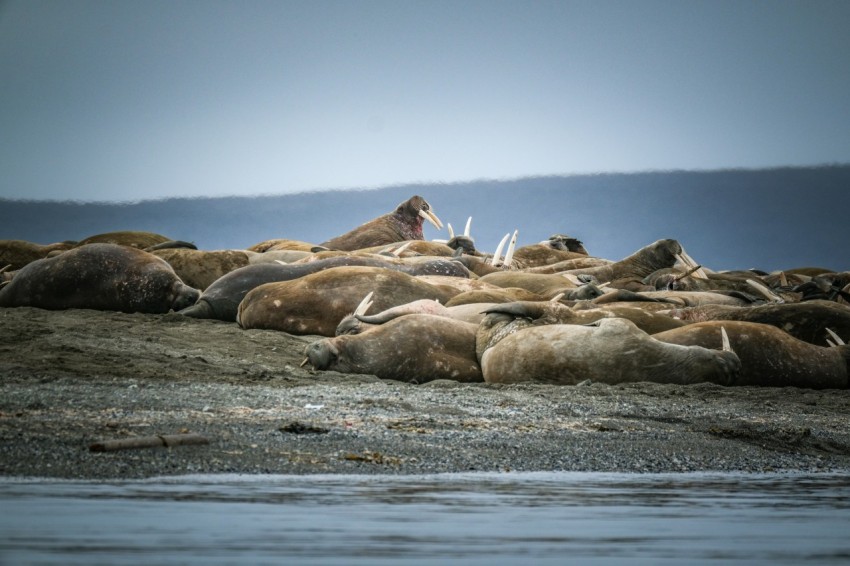 a herd of animals laying on top of a sandy beach