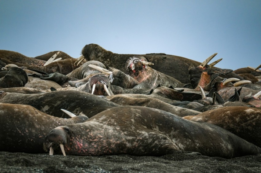 a herd of sea lions laying on top of a sandy beach 2HjX