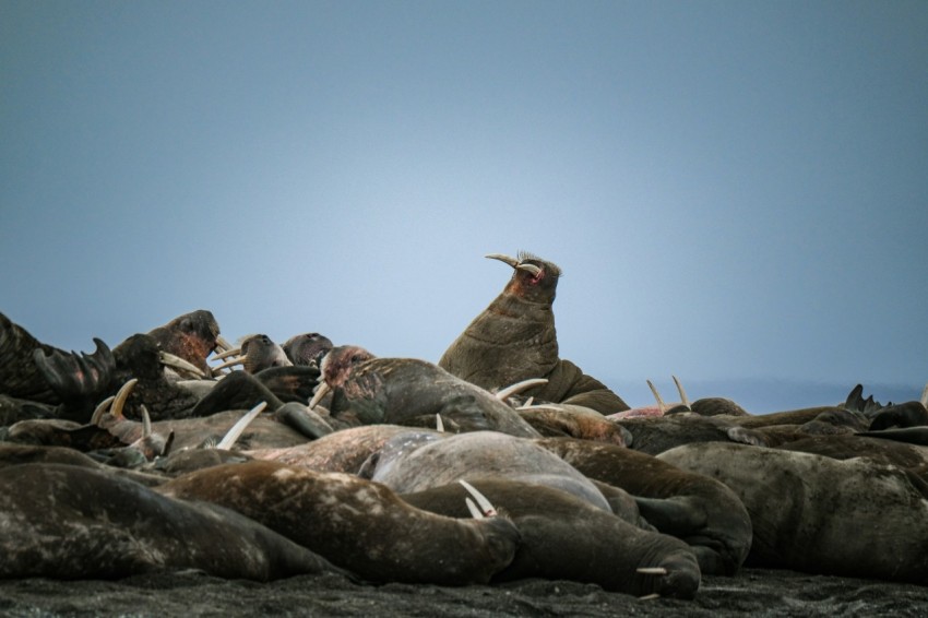 a large group of sea lions laying on top of each other