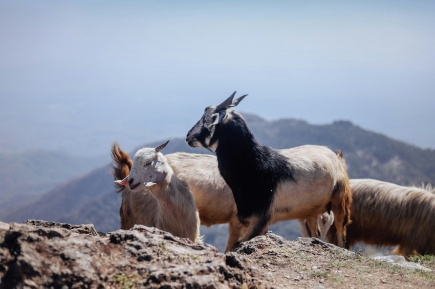 a group of goats standing on top of a mountain