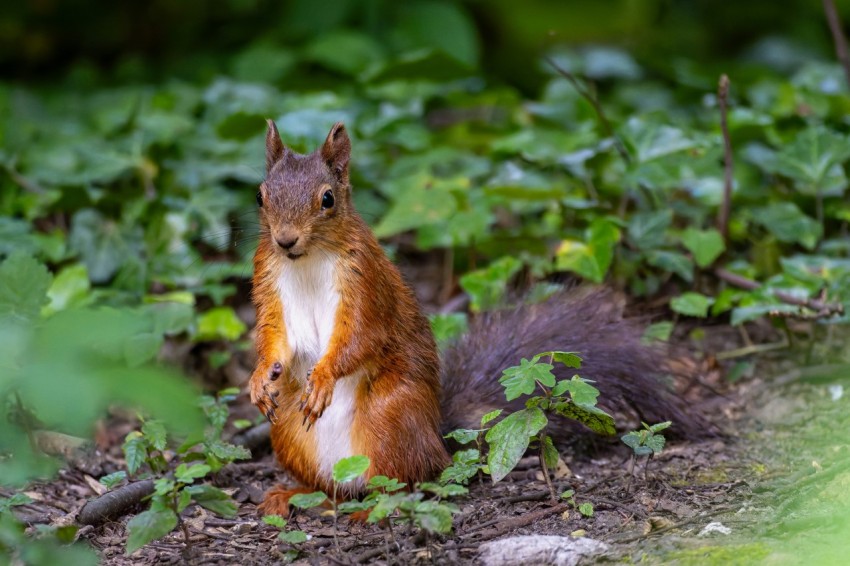 a squirrel sitting in the middle of a forest