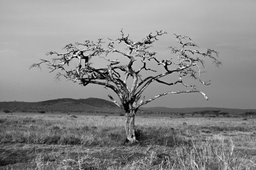 a black and white photo of a tree in a field